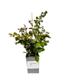 Indinė lagerstremija 'Red' 2L