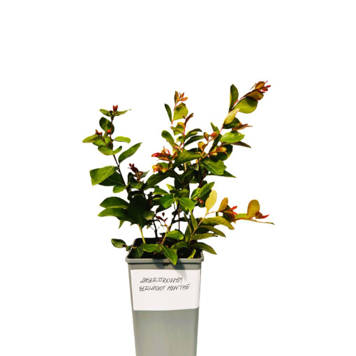 Indinė lagerstremija 'Berlingot Menthe' 2L