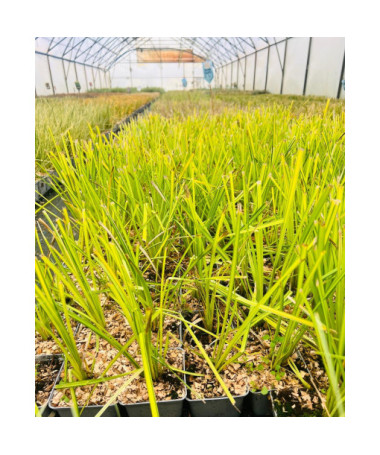 Standžioji Viksvuolė 'Aurea' P9/C1