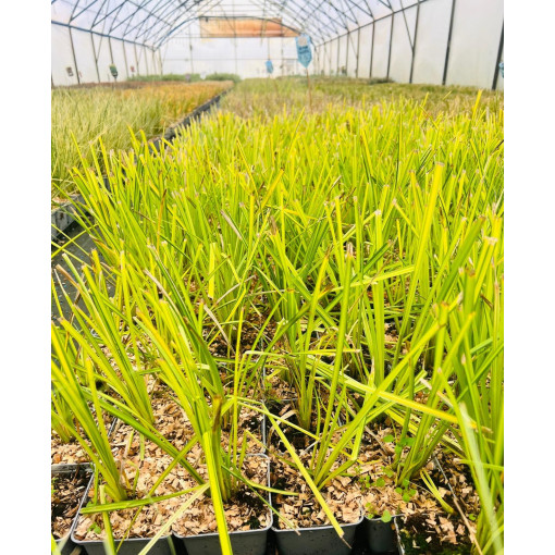 Standžioji Viksvuolė 'Aurea' P9/C1