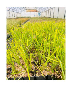 Standžioji Viksvuolė 'Aurea' P9/C1