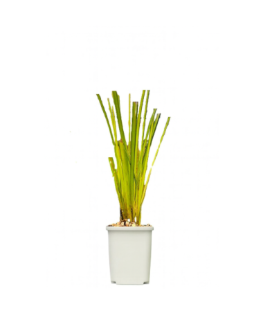 Standžioji Viksvuolė 'Aurea' P9/C1