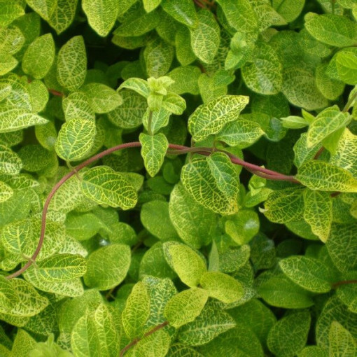 Japāņu dzērveņu Aureoreticulata PUSZIMUOZIELĪGS, 4L pods