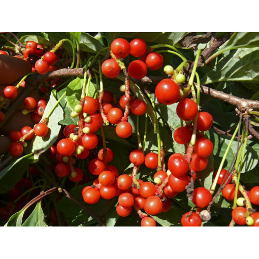 Kinų Schizandra 'Sadova' 2L