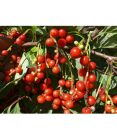 Kinų Schizandra 'Sadova' 2L