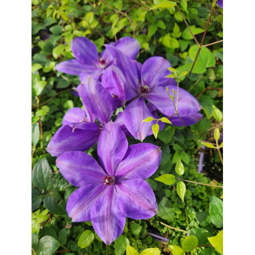 Raganė 'Elsa Spath'  4l