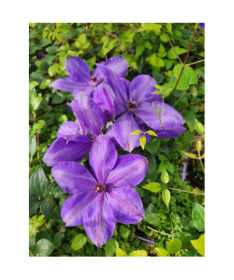 Raganė 'Elsa Spath'  4l