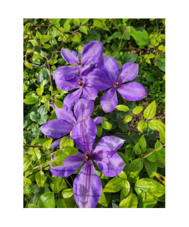 Raganė 'Elsa Spath'  4l