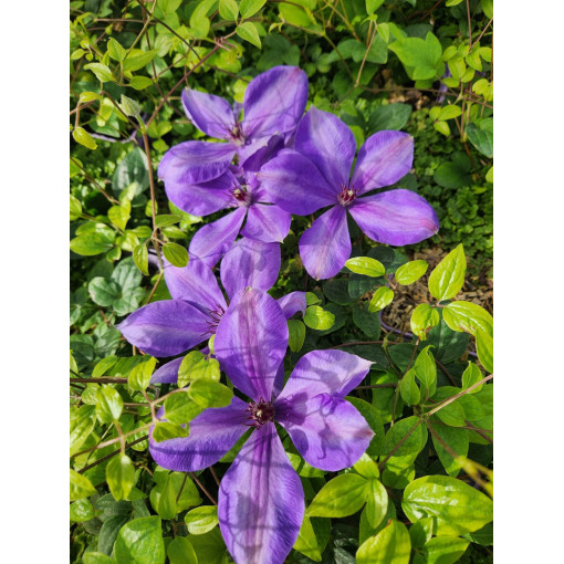 Raganė 'Elsa Spath'  4l