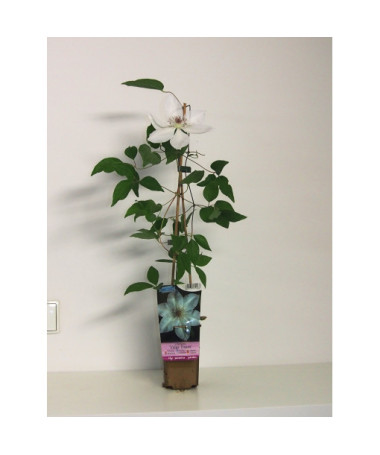 Raganė 'Valge Daam'  4l