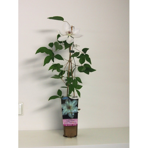 Raganė 'Valge Daam'  4l