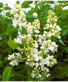 Parastais ceriņš ‘Primrose’ C4 (potēšana uz potcelma)