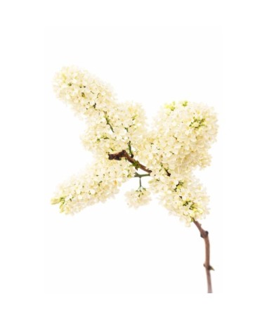 Parastais ceriņš ‘Primrose’ C4 (potēšana uz potcelma)