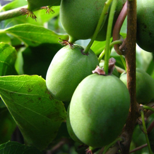 Kiwi Aktinīdija Sientiabrskaja (krāsainas lapas), 4L pods