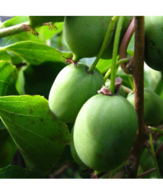 Kiwi Aktinīdija Sientiabrskaja (krāsainas lapas), 4L pods