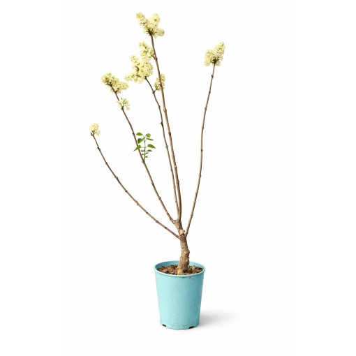 Parastais ceriņš ‘Primrose’ C4 (potēšana uz potcelma)