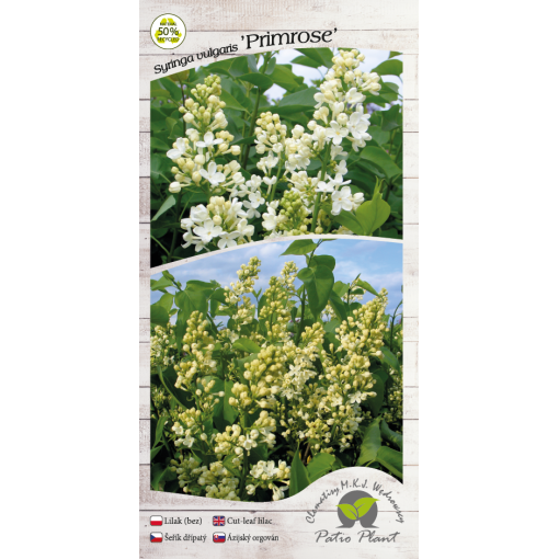 Parastais ceriņš ‘Primrose’ C4 (potēšana uz potcelma)