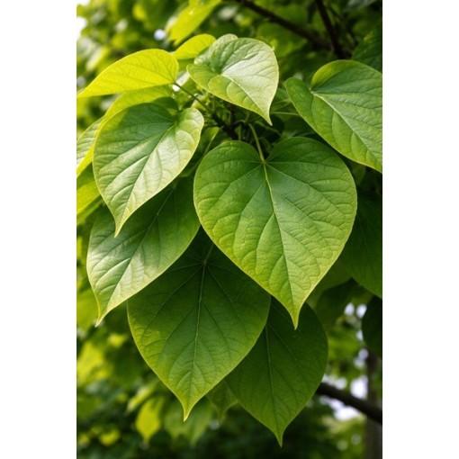 Potcelmē potēta Katalpa C6 (potēšana uz potcelma)