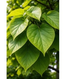 Potcelmē potēta Katalpa C6 (potēšana uz potcelma)
