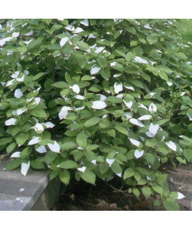 Kiwi Aktinīdija Sientiabrskaja (krāsainas lapas), 4L pods