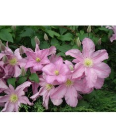 Klematis 'Comtesse de Bouchaud' C4