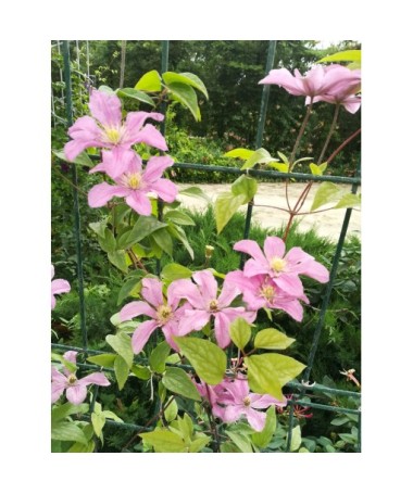 Klematis 'Comtesse de Bouchaud' C4