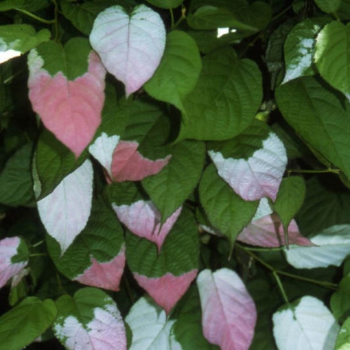 Kiwi Aktinīdija Sientiabrskaja (krāsainas lapas), 4L pods