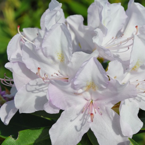 Rododendrs (Azālija) Cunningham's White C4