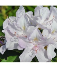 Rododendrs (Azālija) Cunningham's White C4