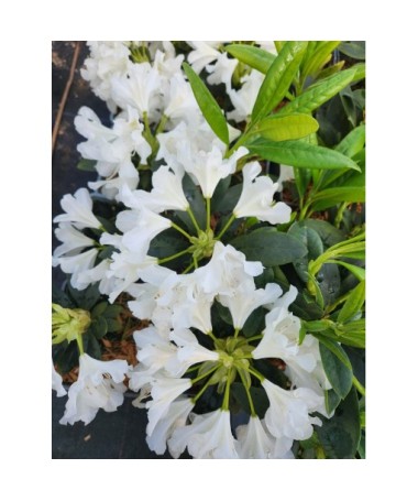 Rododendrs (Azālija) Cunningham's White C4