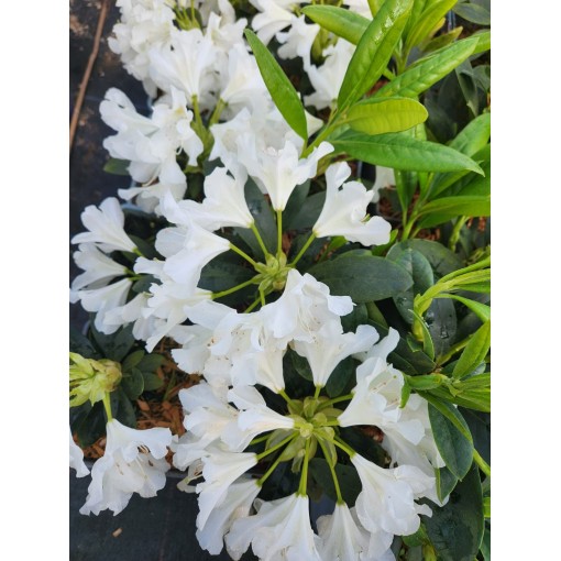 Rododendrs (Azālija) Cunningham's White C4