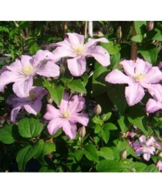 Klematis 'Comtesse de Bouchaud' C2