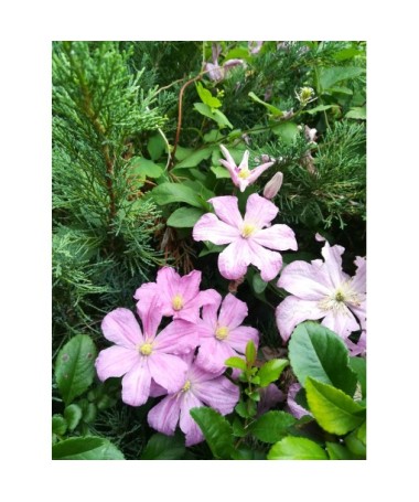 Klematis 'Comtesse de Bouchaud' C2