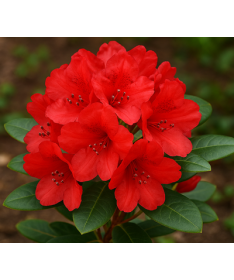 Rododendrons (Azālija) Scarlet Wonder C2