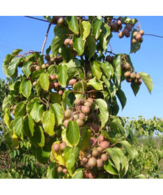 Kivi Aktinīdija Dr Šimanovskis (raiblapu) konteinerā 4L