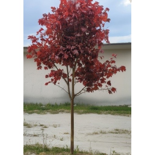 Parastā kļava ‘Royal Red’ C6 (potēšana uz potcelma)