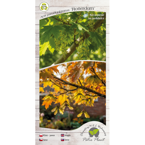 Kalnu kļava ‘Rotterdam’ C6 (potēšana uz potcelma)