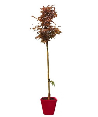 Kalnu kļava ‘Atropurpureum’ C6 (potēšana uz potcelma)
