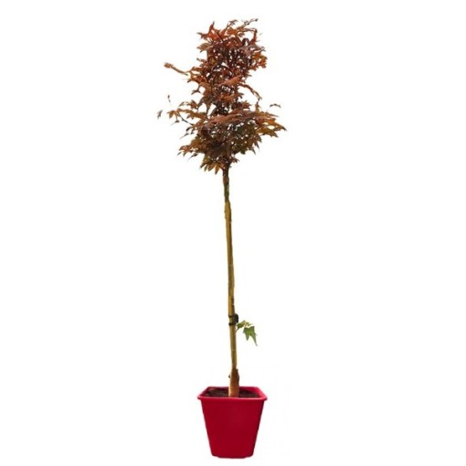 Kalnu kļava ‘Atropurpureum’ C6 (potēšana uz potcelma)