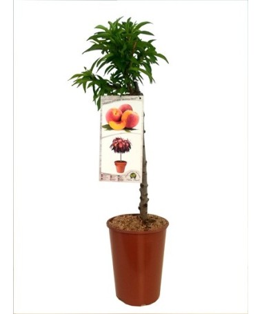 Mini Patio – Persiks Honey Gold, 4 l pods