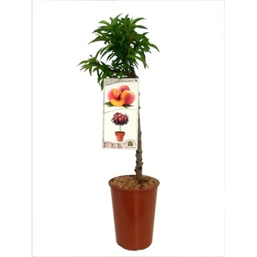 Mini Patio – Persiks Honey Gold, 4 l pods