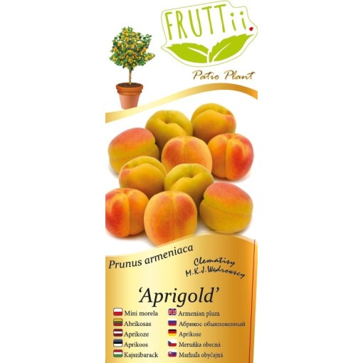 Mini Patio – Aprikoze Aprigold, 4 l pods