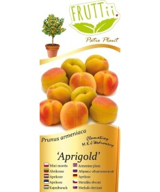 Mini Patio – Aprikoze Aprigold, 4 l pods