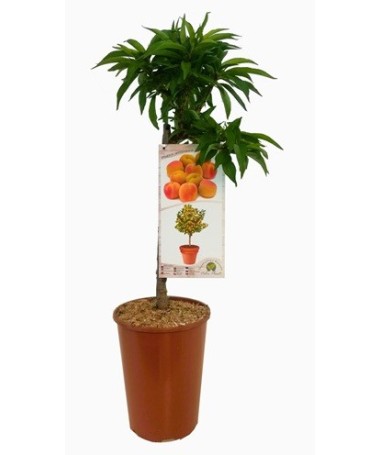Mini Patio – Aprikoze Aprigold, 4 l pods