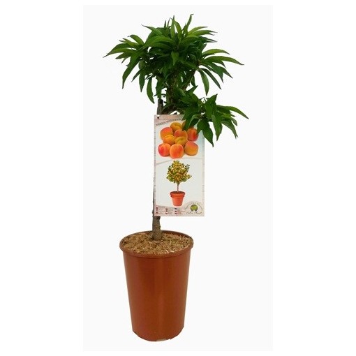 Mini Patio – Aprikoze Aprigold, 4 l pods