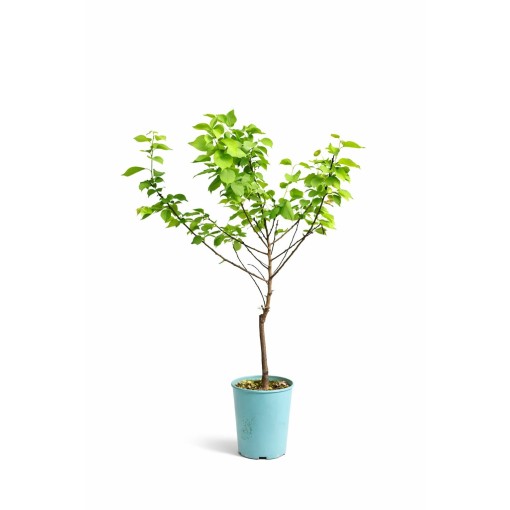 Mini Patio – Aprikoze Aprigold, 4 l pods