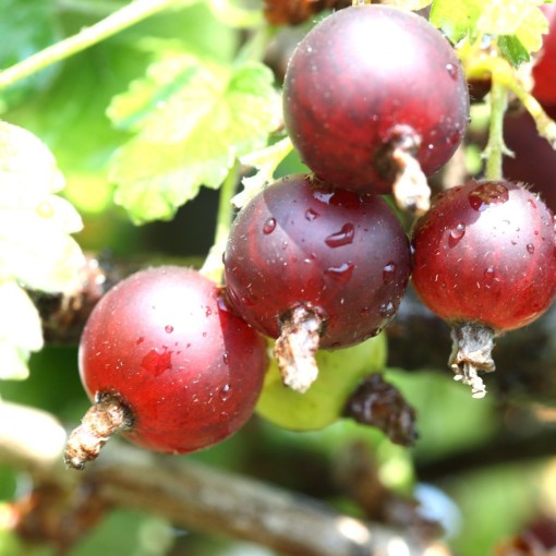 Sarkanā ērkšķoga ‘Hinnonmaki Red’ C2 (uz potcelma potēts augs)