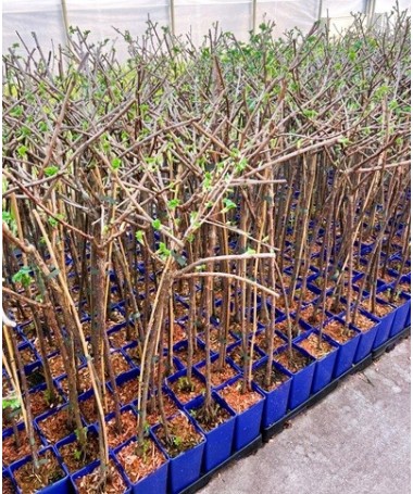 Melnā jāņoga ‘Titania’ C2 (uz potcelma potēts augs)