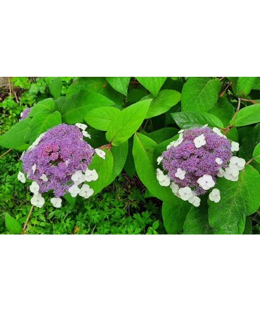 Hydrangea macrophylla ‘Libelle’ C2