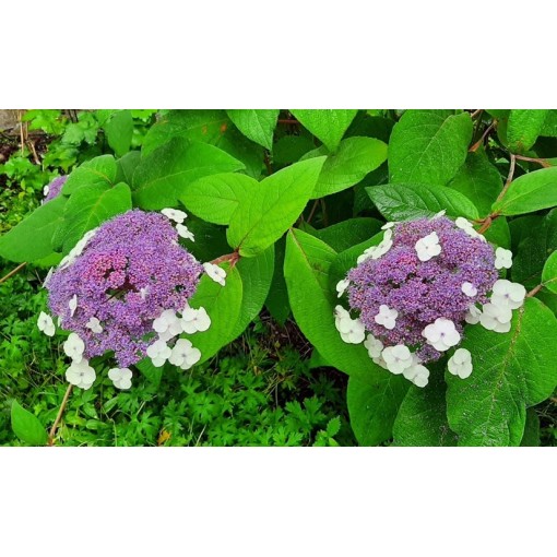 Hydrangea macrophylla ‘Libelle’ C2
